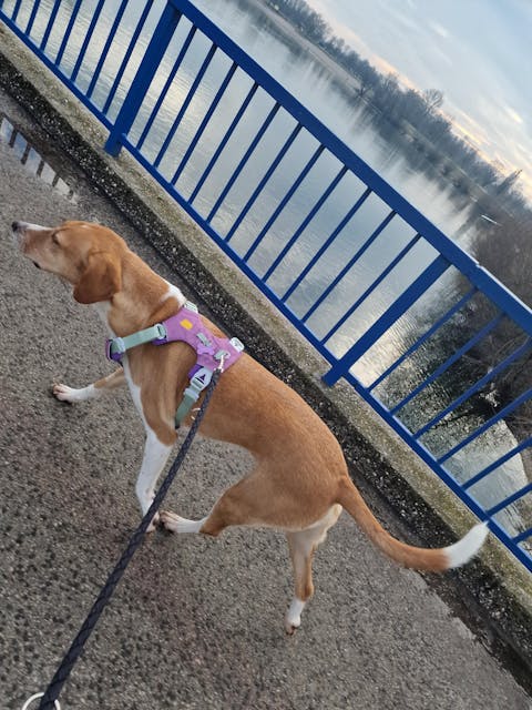 Alpha 360 Dog Harness Mauve Mix