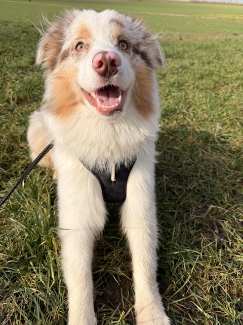 Roam Dog Harness Black Outlet