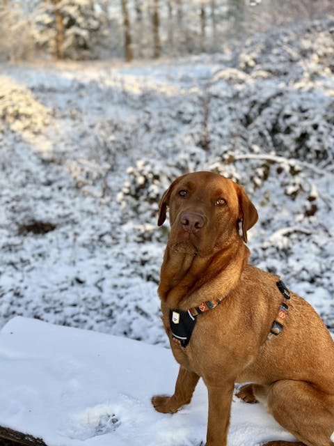 Nightless Night Dog Harness