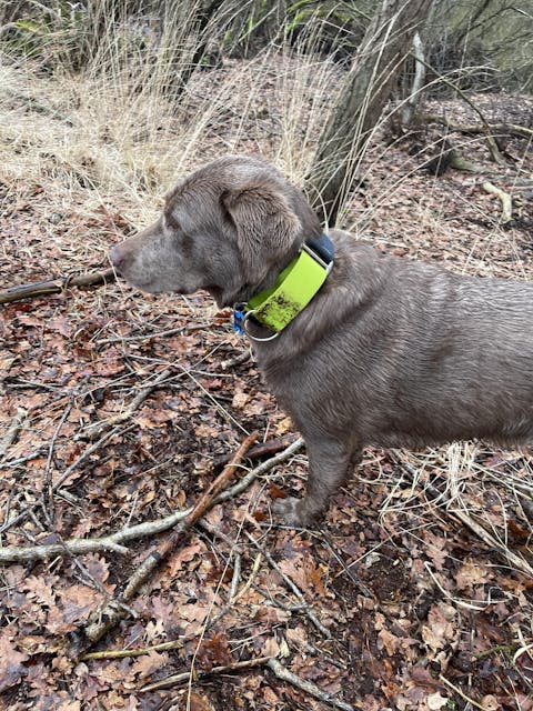 Color Block Martingale Dog Collar Deep Teal