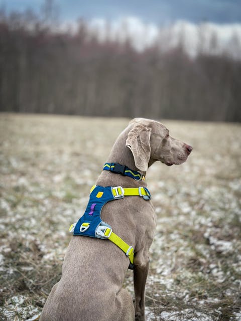 Alpha 360 Dog Harness Deep Teal