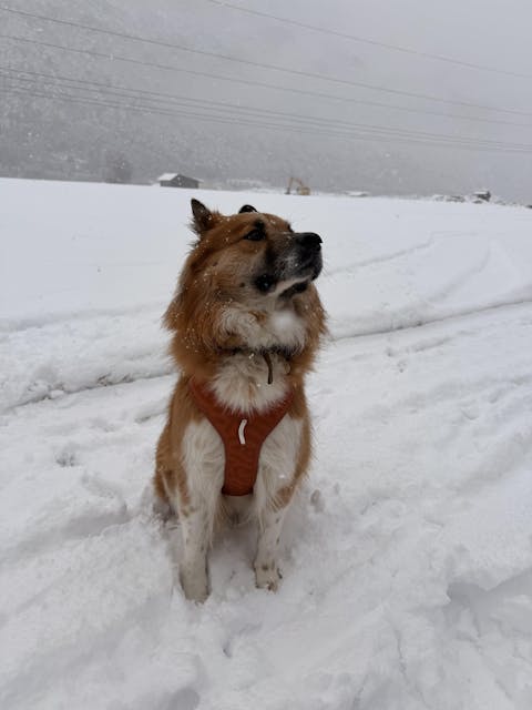 Roam Dog Harness Terracotta