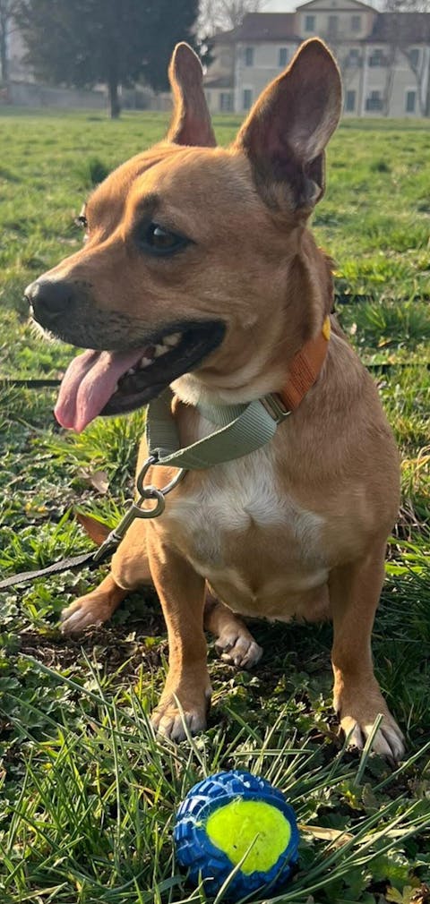 Color Block Martingale Dog Collar Terracotta Mix