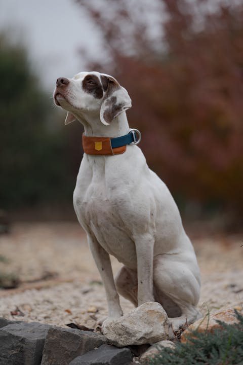 Alpha 360 Dog Collar Terracotta Mix