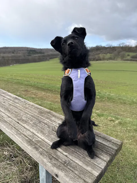 Alpha 360 Dog Harness Lavender