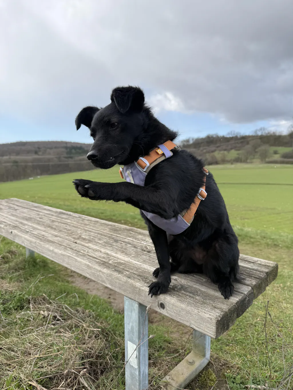 Blue Dog Harness with Adjustable Fit for Your Dog - Woolly Wolf