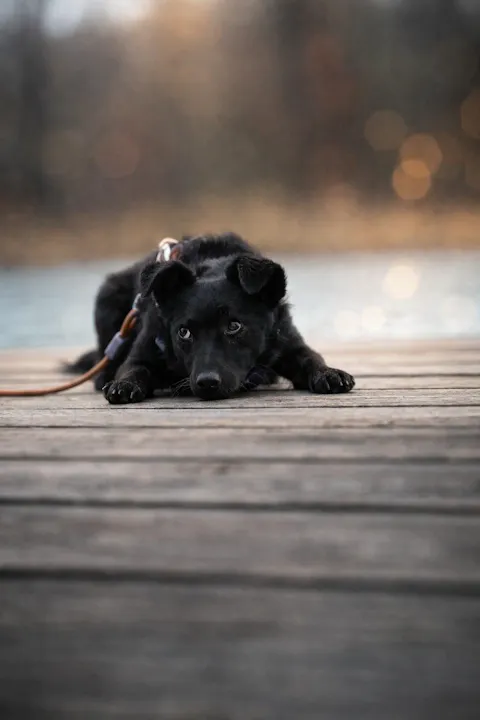 Rope Dog Leash Thin Terracotta