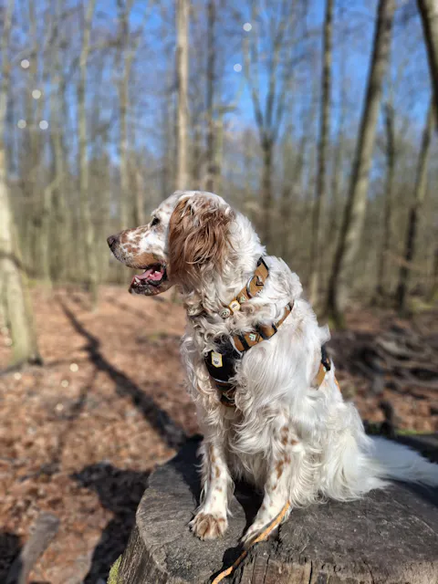 Sea To Summit Dog Harness