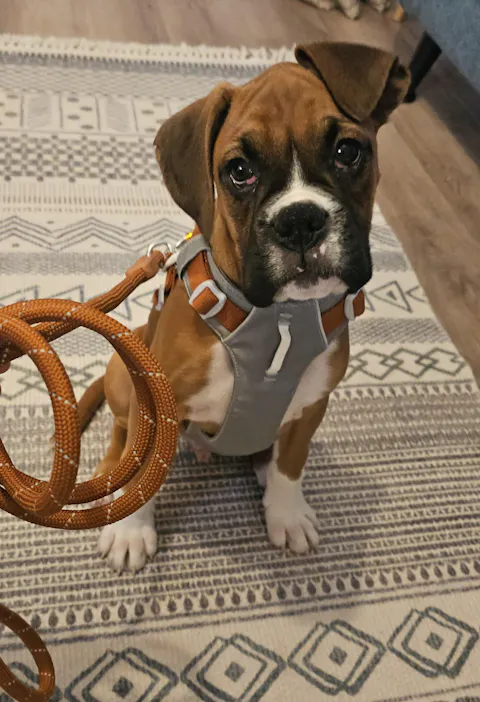 Alpha 360 Dog Harness Glacier Green Mix