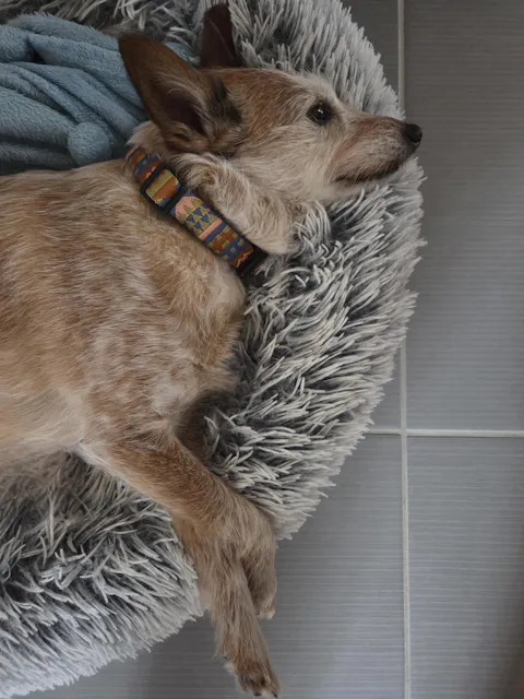 Nightless Night Dog Collar