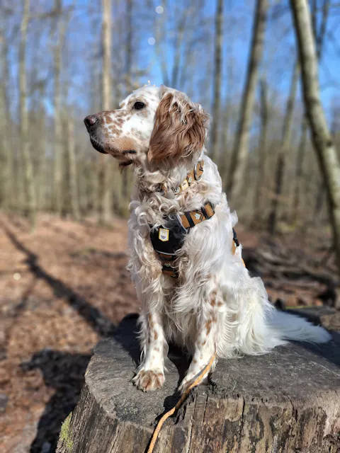 Sea to Summit Dog Collar