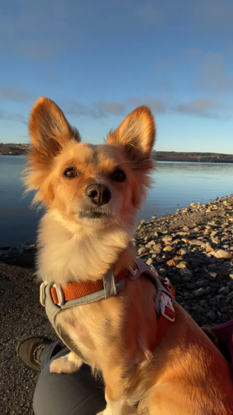 Alpha 360 Dog Harness Glacier Green Mix