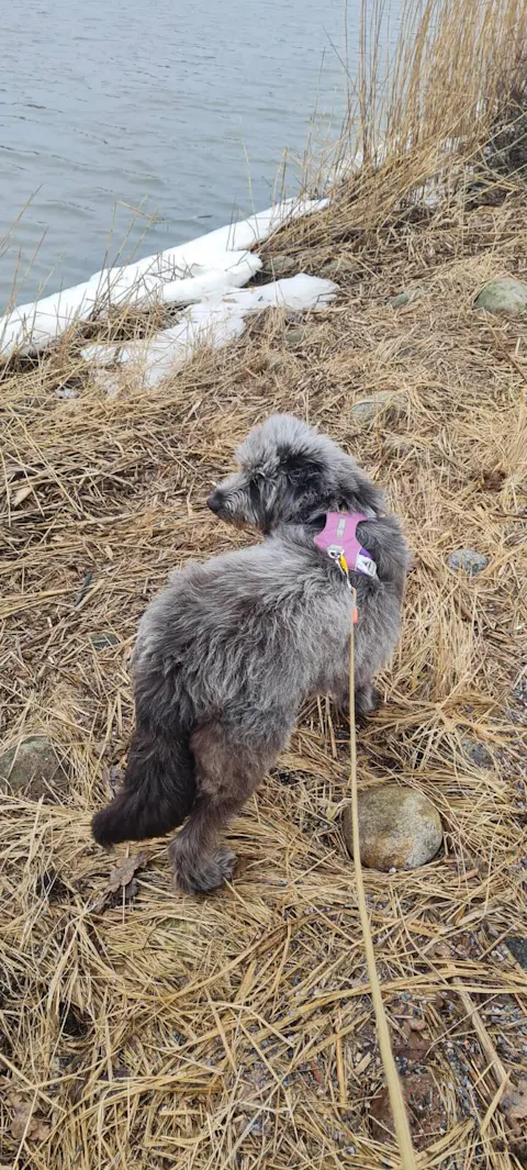 Rope Dog Leash Thin Pistachio Outlet