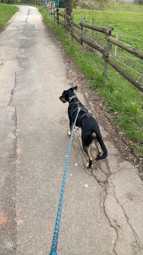 Rope Dog Leash Deep Teal