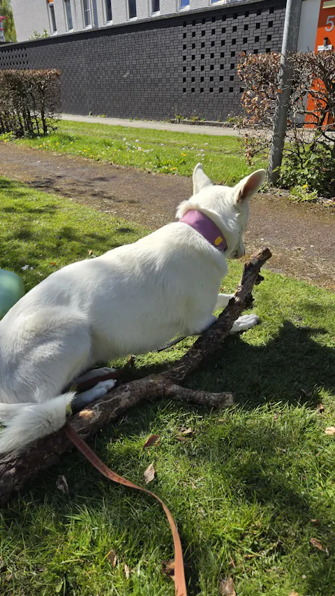 Alpha 360 Dog Collar Mauve Mix