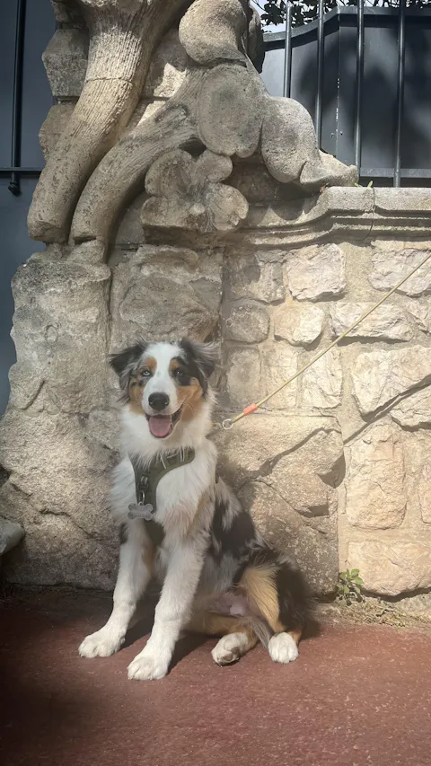 Rope Dog Leash Thin Pistachio Outlet