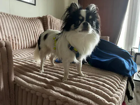 Alpha 360 Dog Harness Deep Teal