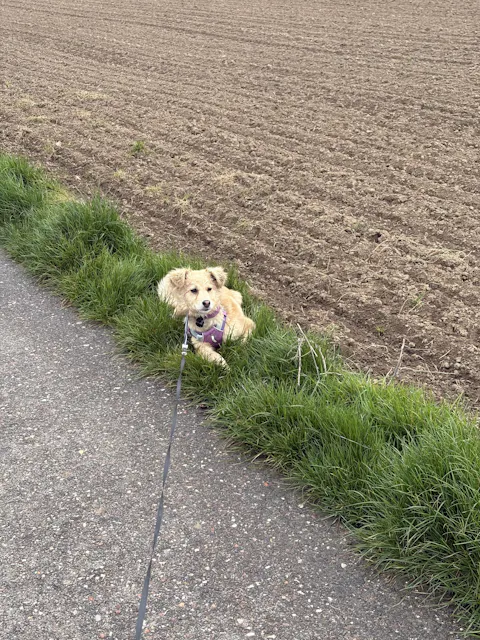 Alpha 360 Dog Collar Mauve Mix