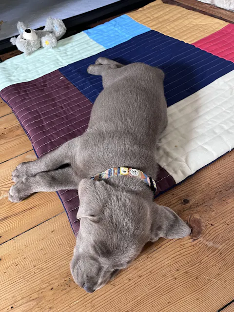 Nightless Night Dog Collar