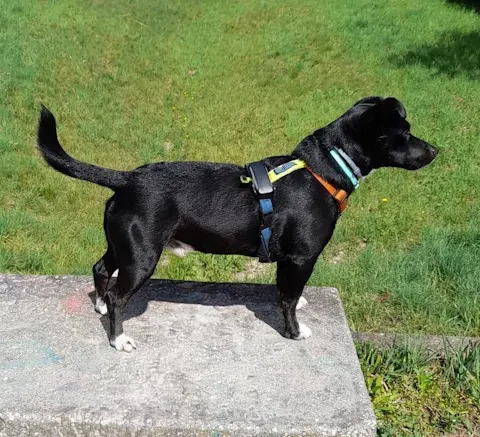 Color Block Dog Harness Lime Mix