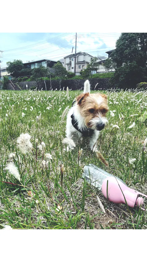Polar Night Dog Harness
