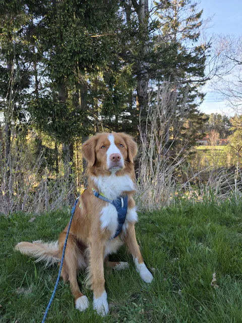 Alpha 360 Dog Harness Deep Teal