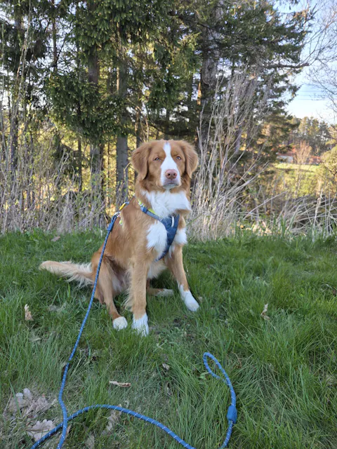 Rope Dog Leash Thin Deep Teal Outlet