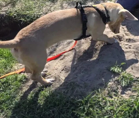 Roam Dog Harness Black Outlet