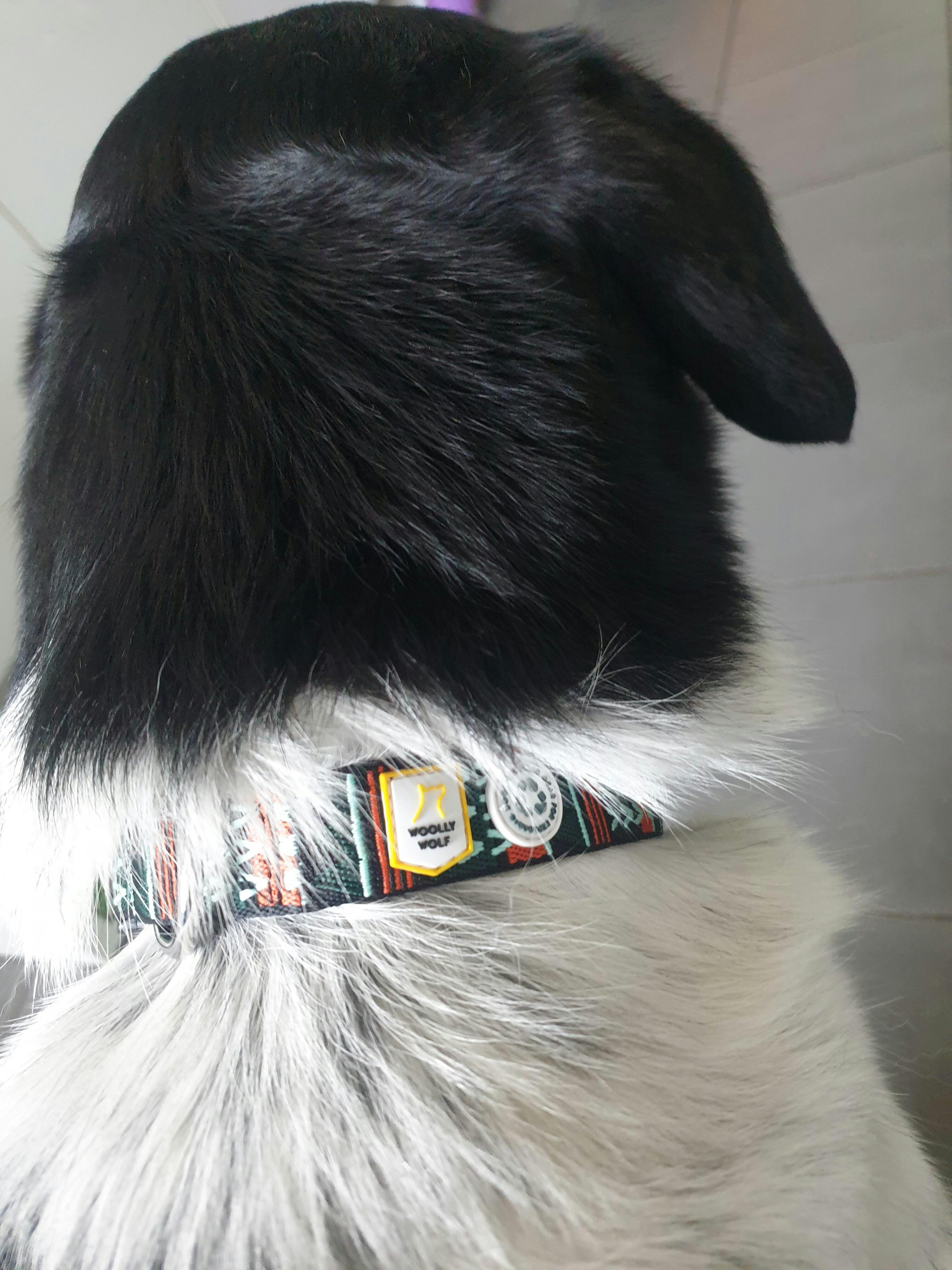 Sea to Summit Dog Collar - Woolly Wolf