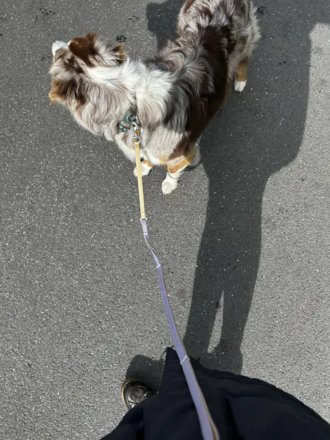 Multi-use Leash Thin Lavender Mix