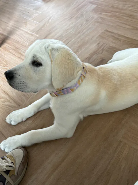 Sunshower Dog Collar