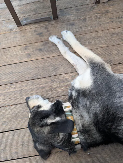 Cloudbeam dog-Collar
