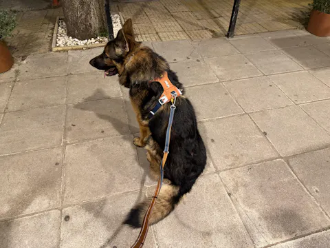 Alpha 360 Dog Harness Terracotta Mix