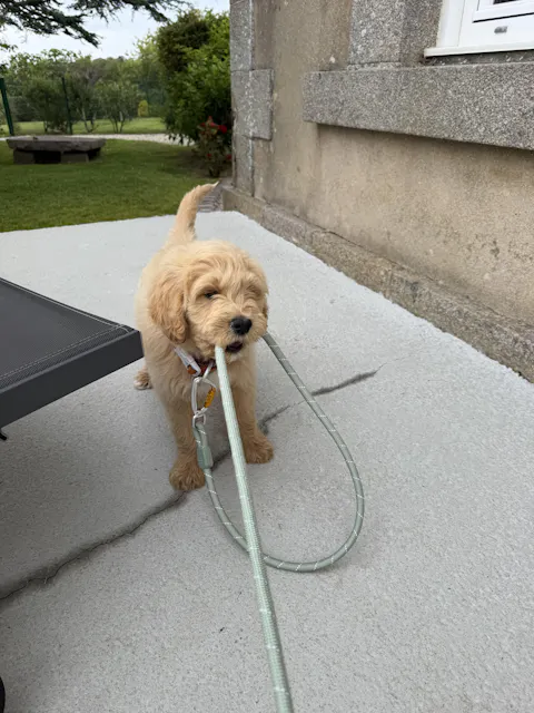Rope Dog Leash Glacier Green
