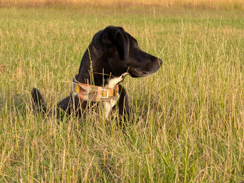 Cloudbeam Soft Martingale Collar