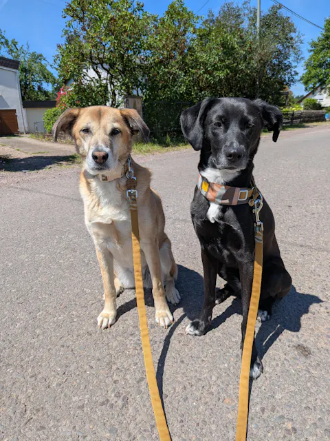 Cloudbeam Dog Leash