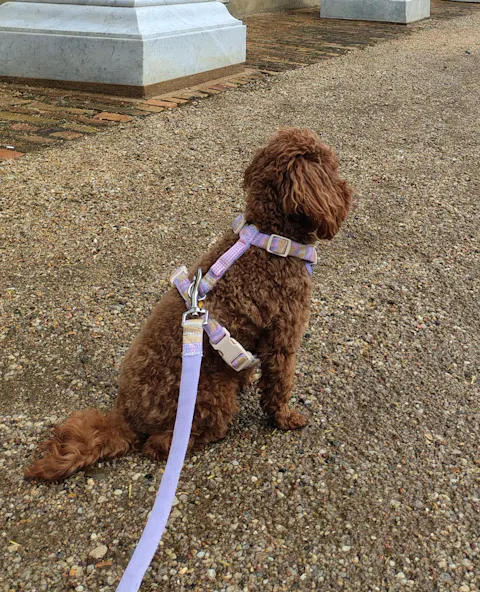 Sunshower Dog Collar