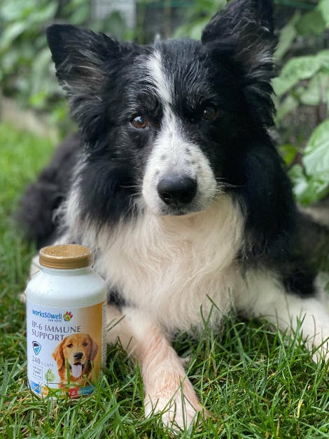 WorksSoWell IP-6 Immune Support For Dogs - 240 Capsules, Promotes Overall Health