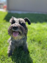 1-TDC Oral Health + Mobility Support for Dogs