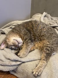 1-TDC Oral Health + Mobility Support for Cats