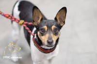 1-TDC Oral Health + Mobility Support for Dogs