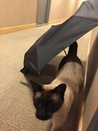 1-TDC Oral Health + Mobility Support for Cats