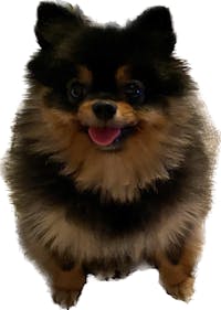 1-TDC Oral Health + Mobility Support for Dogs