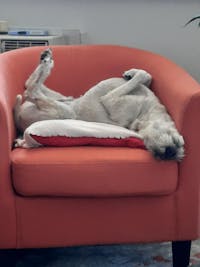 1-TDC Oral Health + Mobility Support for Dogs