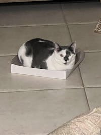 1-TDC Oral Health + Mobility Support for Cats