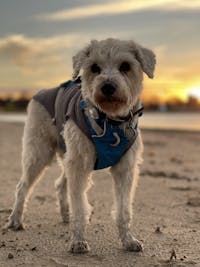 1-TDC Oral Health + Mobility Support for Dogs
