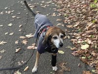 1-TDC Oral Health + Mobility Support for Dogs
