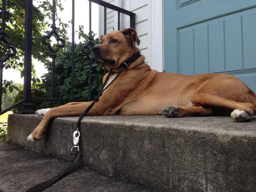 WorksSoWell IP-6 Immune Support For Dogs - 240 Capsules, Promotes Overall Health