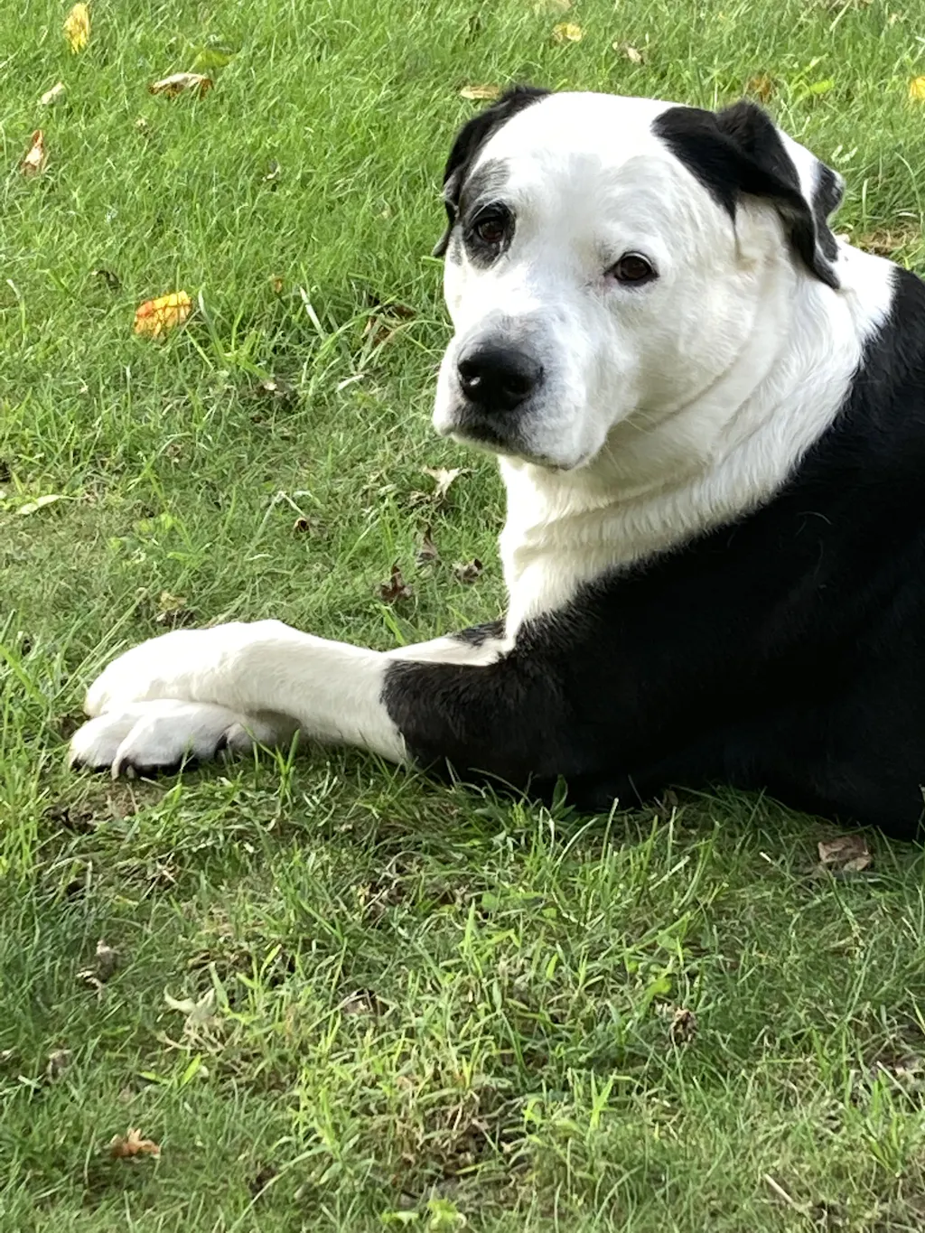 WorksSoWell IP-6 Immune Support For Dogs - 240 Capsules, Promotes Overall Health