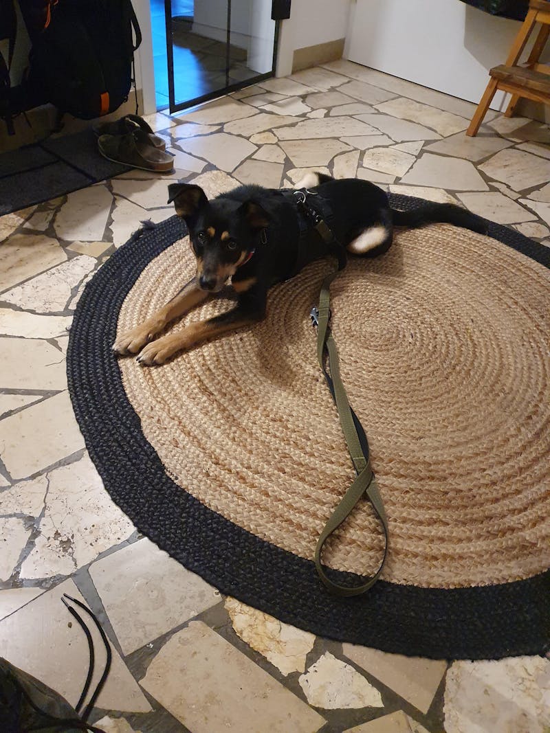 Taktische Hundeleine mit Froschkarabiner 360° drehbar, Länge 2m, verstellbar, Army Green